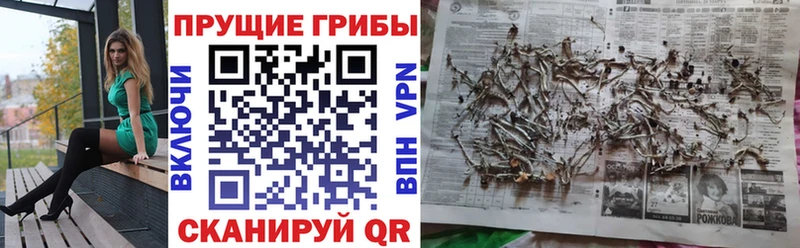 Псилоцибиновые грибы Psilocybe  Болгар 